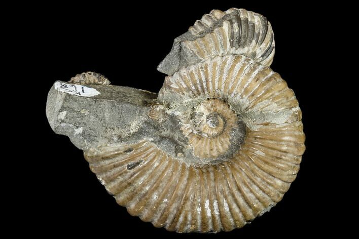 Wide, Cretaceous Ammonite Fossil Association - Australia #113158